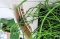 Hanging Plant Pot